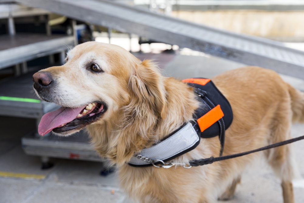 golden retriever psychiatric support dog
