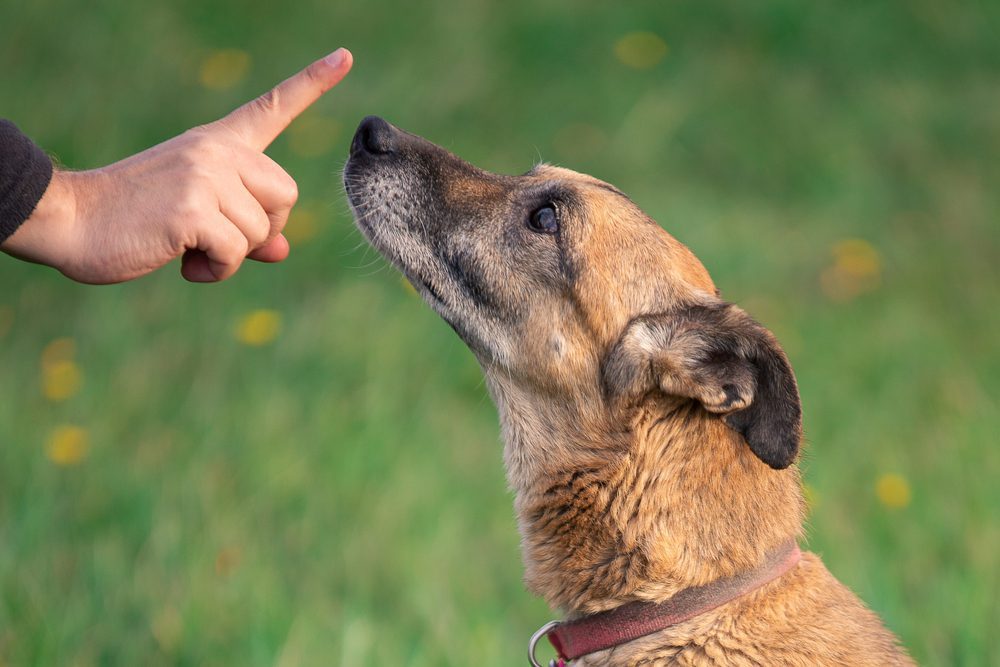 man training dog outside