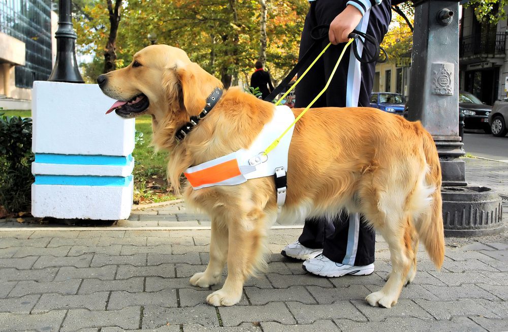 person with service dog outside