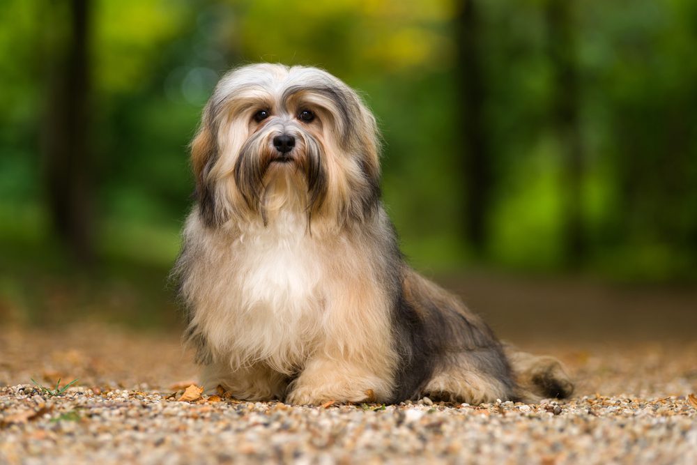 havanese dog sitting in forest