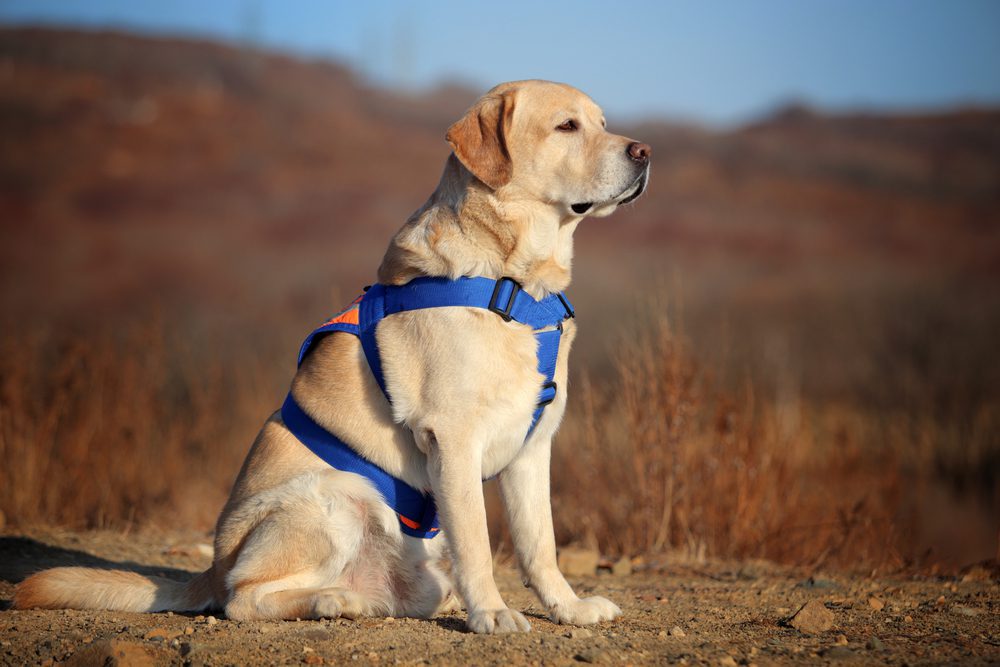 labrador service dog outside