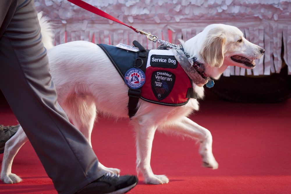service dog heeling with handler