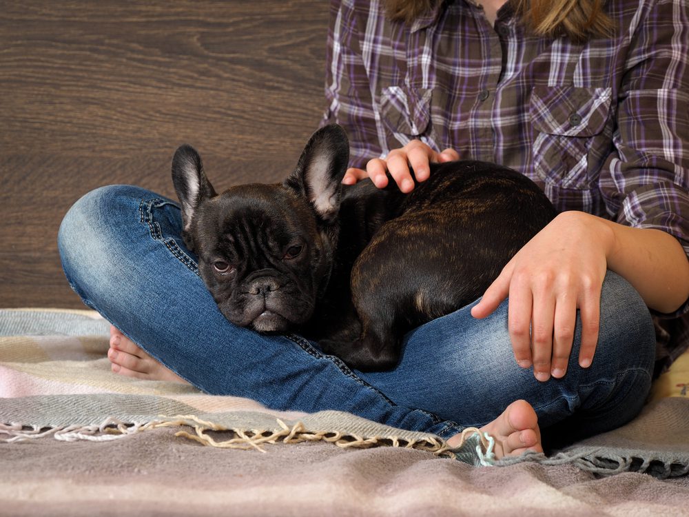 dog sleeping in womans lap