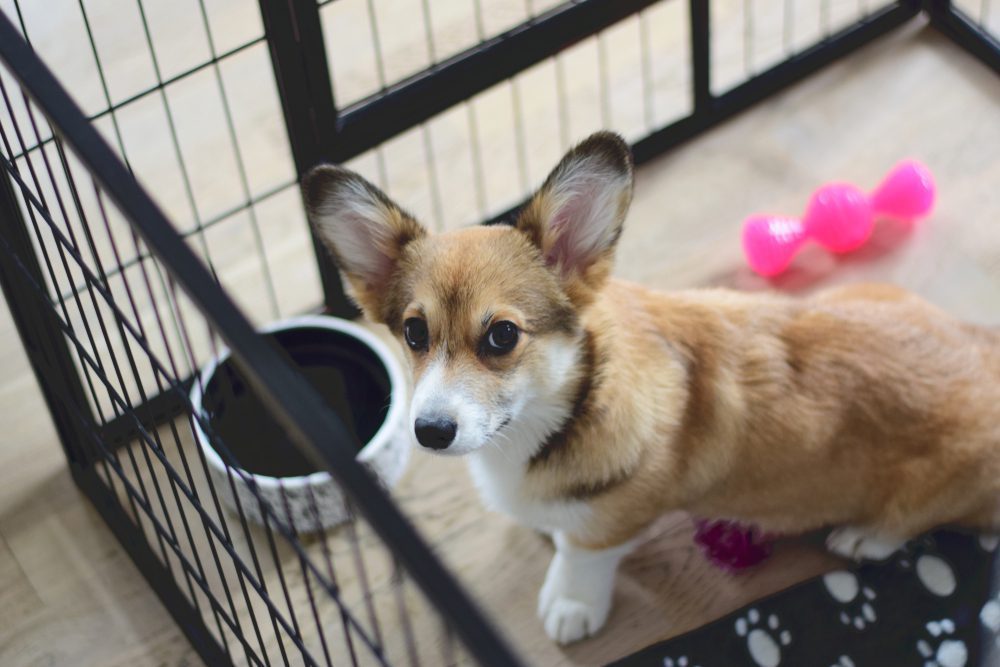 corgi puppy in crate