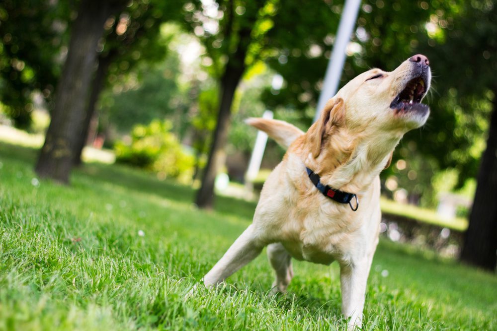 yellow labrador barks in a park