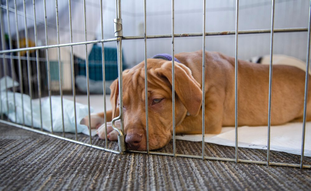brown puppy inside a pen