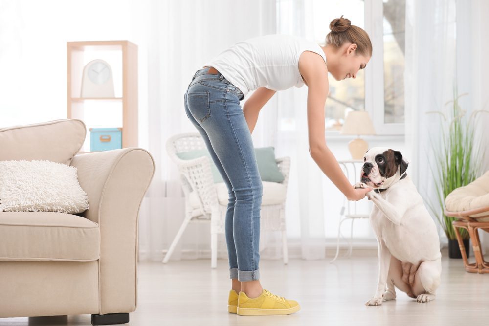 woman training older dog inside