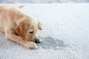 puppy by potty accident