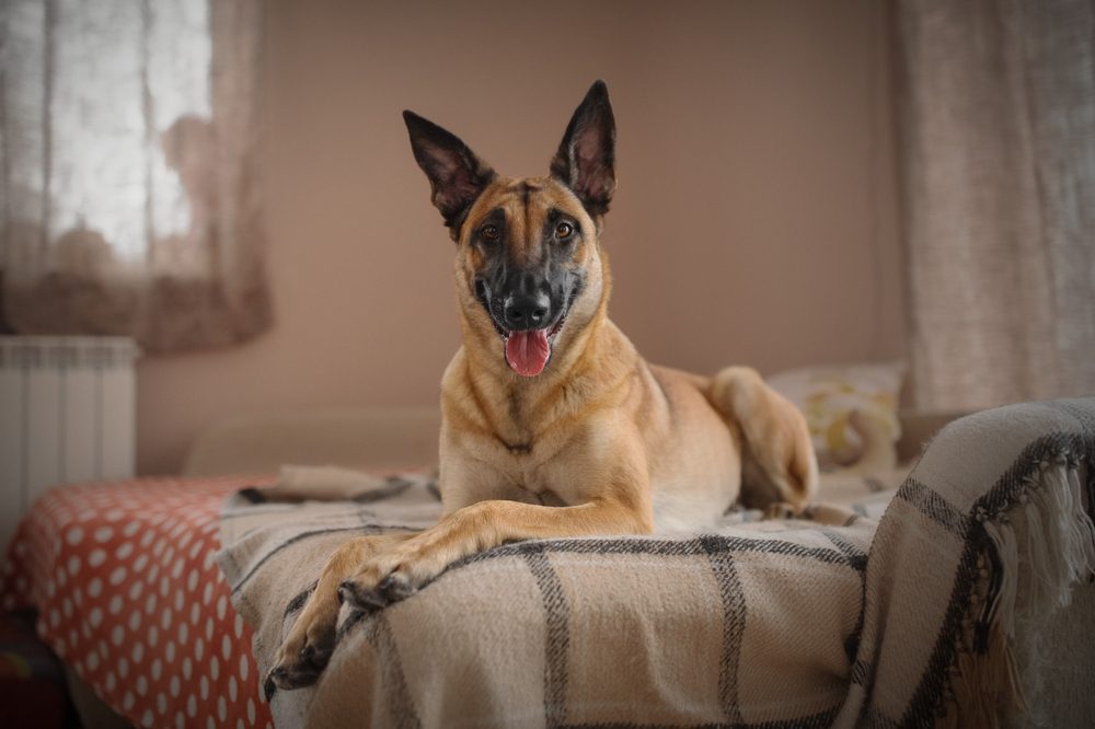 belgian malinois laying on bed