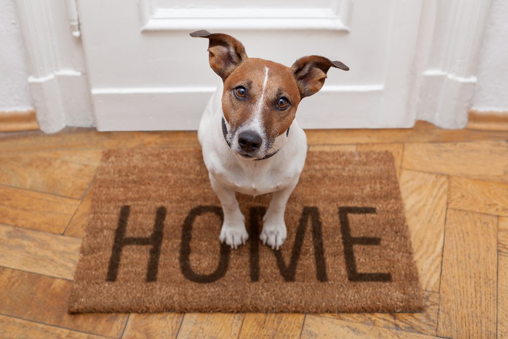 dog sat on home mat