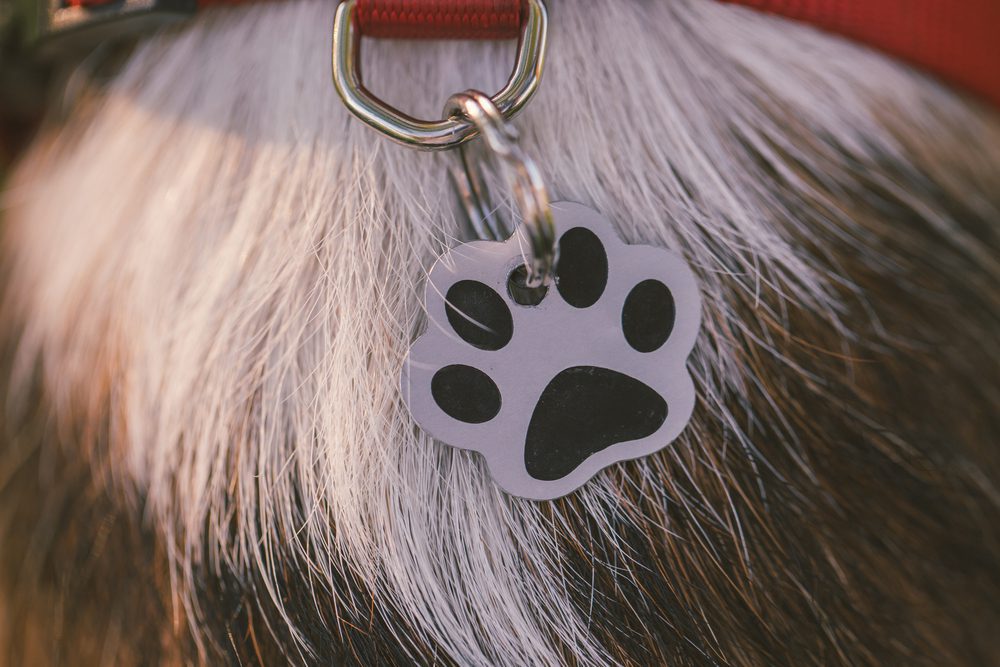 dog wearing collar with paw print