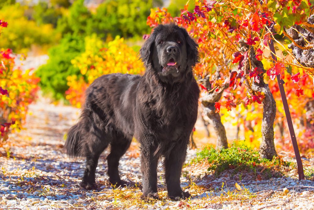 newfoundland in autumn