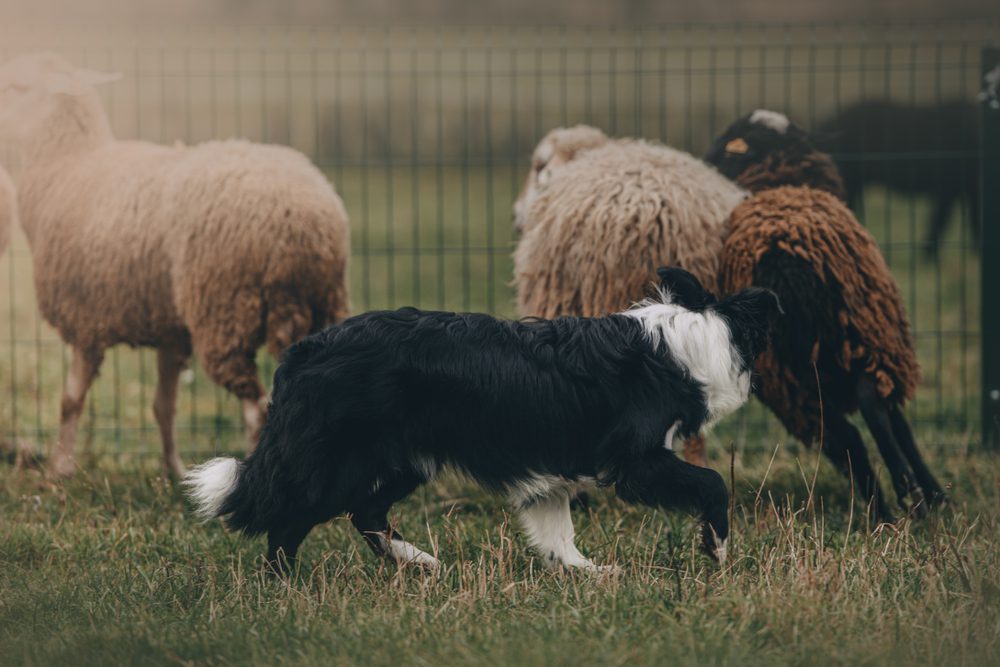 border collie herding sheep