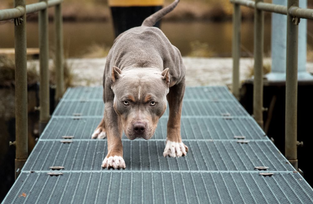 pitbull with its head lowered
