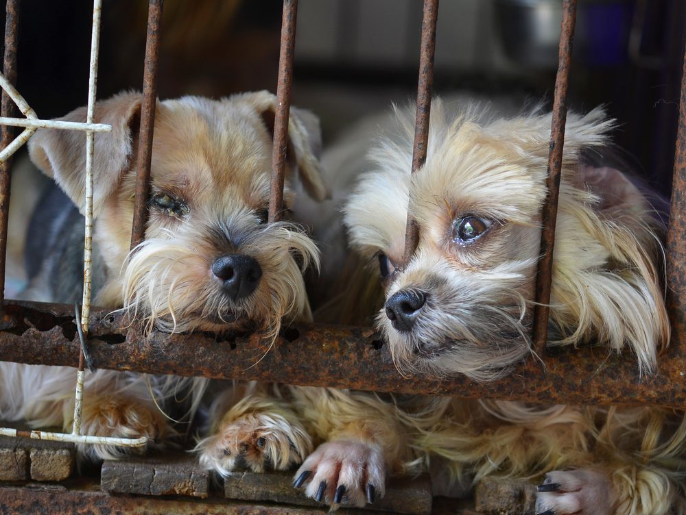 two puppies in cage