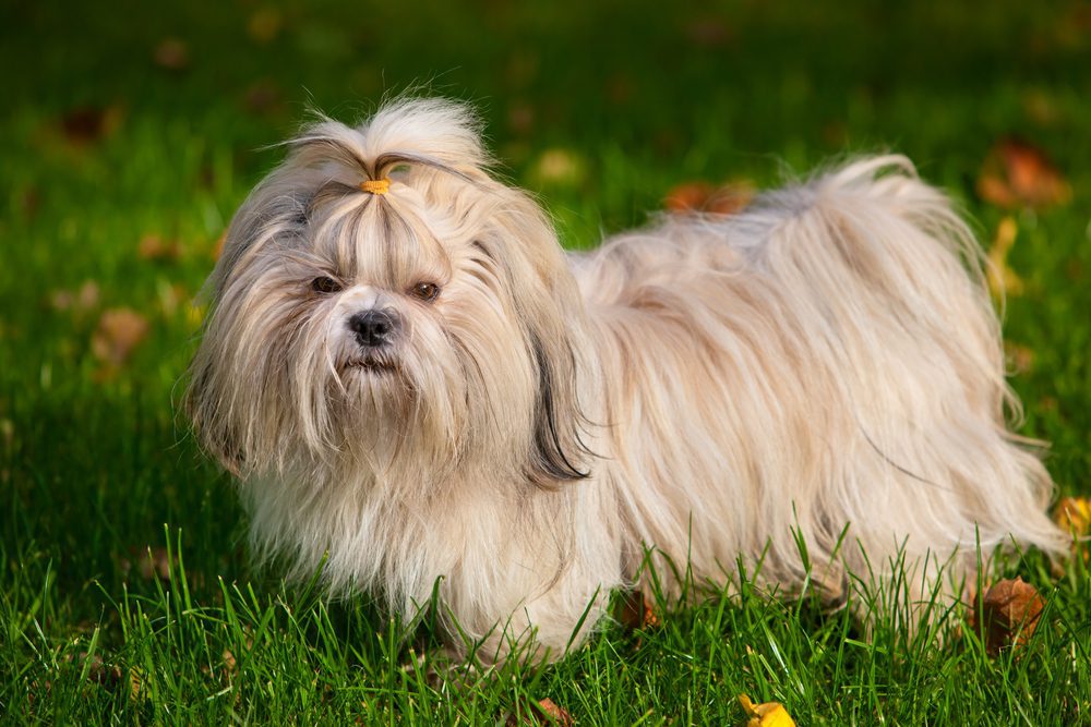 shih tzu on grass