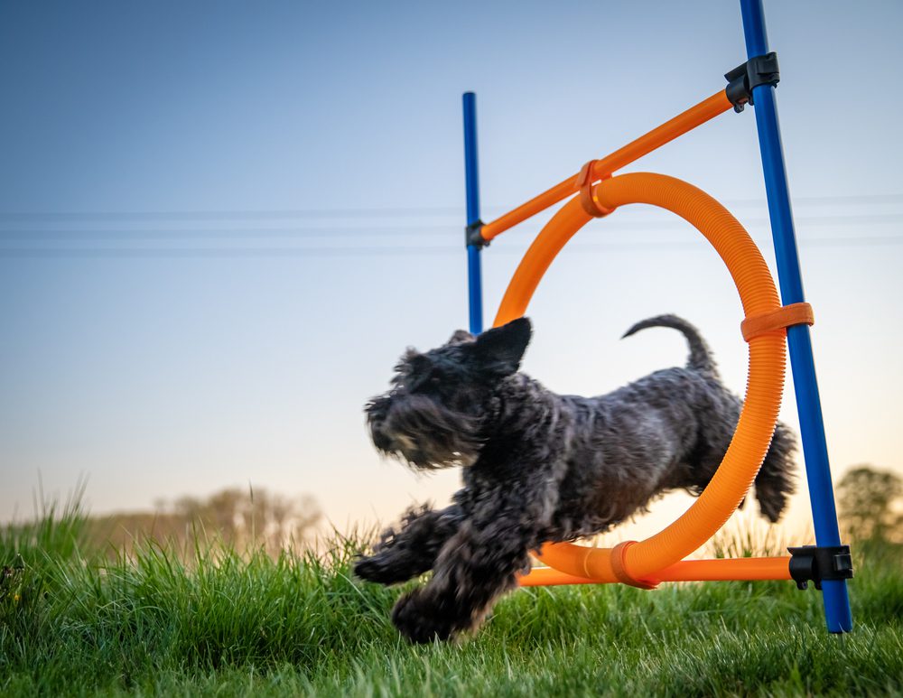 black dog jumping through a hoop